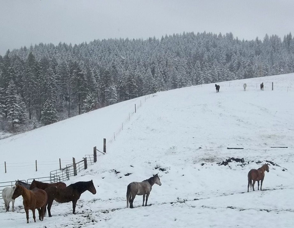 orphan acres equine rescue and rehab sanctuary