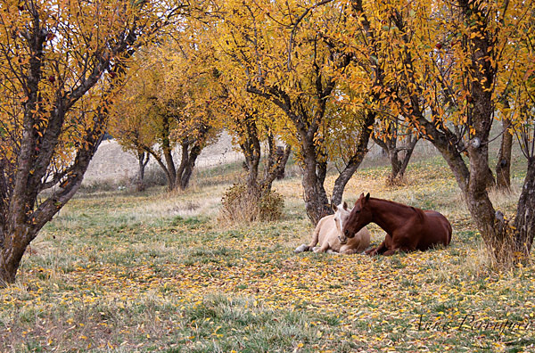 orphan acres equine rescue and rehab sanctuary