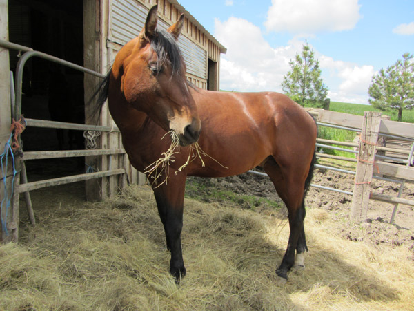 orphan acres horse