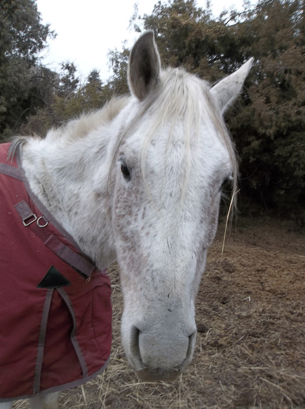 orphan acres horse