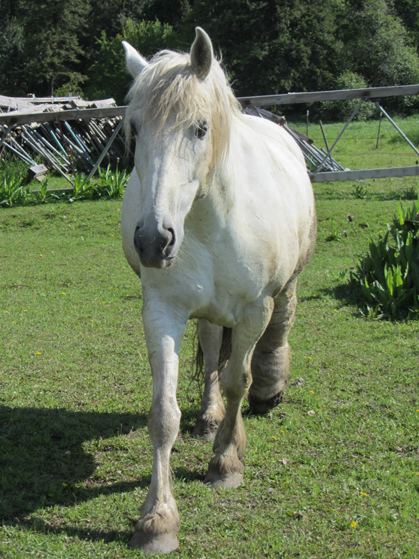 orphan acres horse