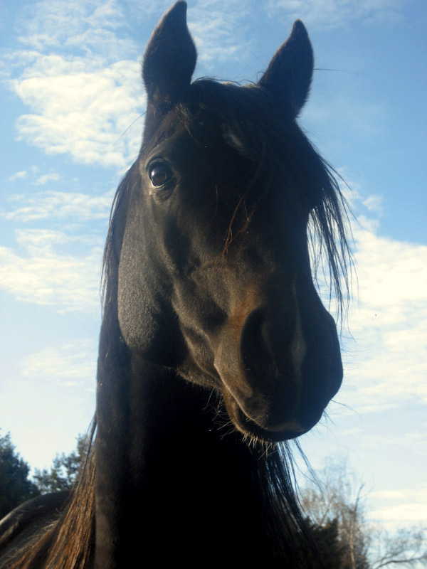 orphan acres horse