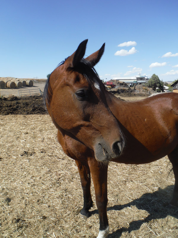 orphan acres horse