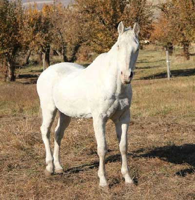 orphan acres horse